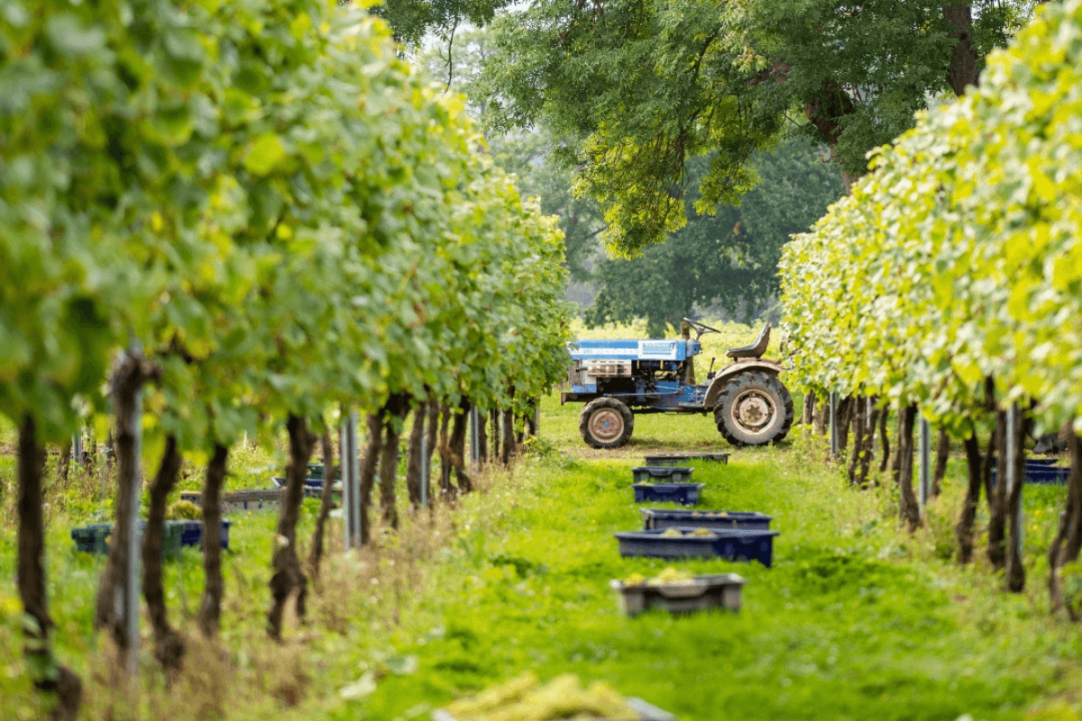 Wine Of GB