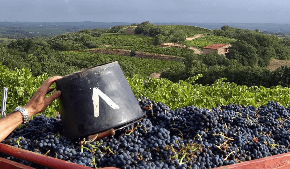 Roussillon vineyard