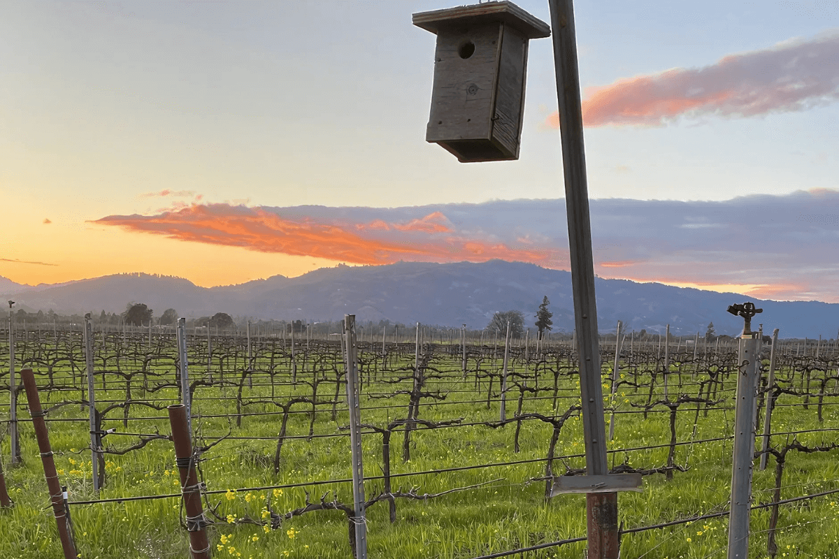 Frey Vineyards
