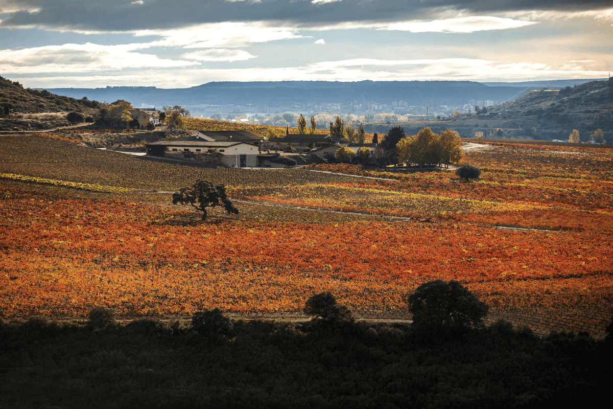 Contino Landscape