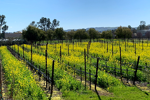 Terragena Vineyards